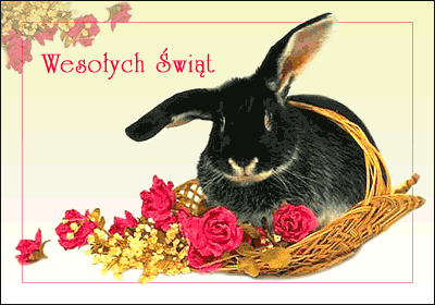 Czarny zając w koszyku
